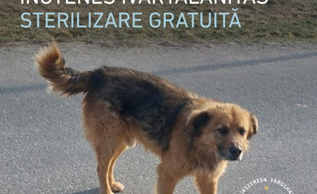 Kutyak Ivartalanitas